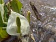 長野　奥裾花　水芭蕉