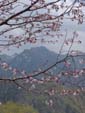 長野　戸隠　桜