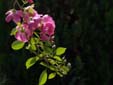 岩手　東和　薔薇　ピンク