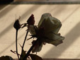 柳川　マダム・サチ　薔薇 白