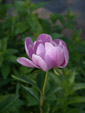 柳川　芍薬　ピンク