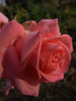 柳川　コーラル・シャトー　薔薇　オレンジピンク
