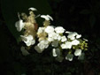柳川　柏葉紫陽花　白