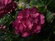 柳川　紫陽花　赤