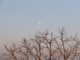 柳川　有明の月