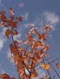 岩手　東和　紅葉